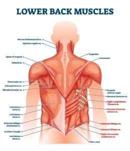 背中の筋肉部位